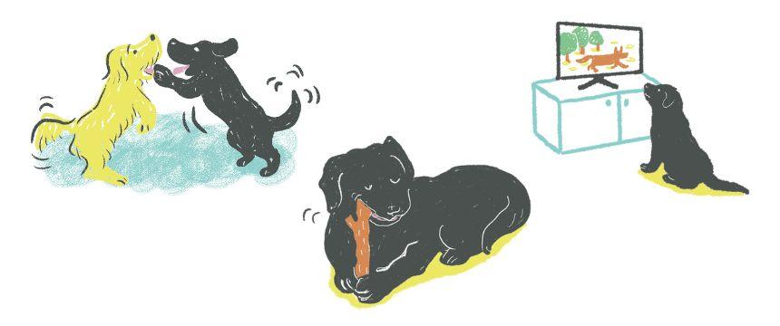 日常のギモンから 犬の心の動きを知ろう③《RETRIEVER + POCHI archive077》