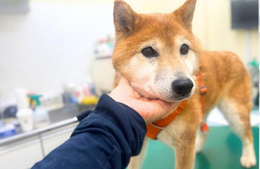診察台の上で、安心させようと差し出した飼い主の手を疑う柴犬さん。