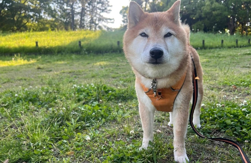「もうなにも信じない」病院帰りのリフレッシュ散歩のはずが、ずっと疑われ続けています。