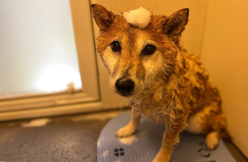 外でも濡れたのに家でも濡れるのが、納得がいかないようです。「解せぬ…」な表情のうちの子。