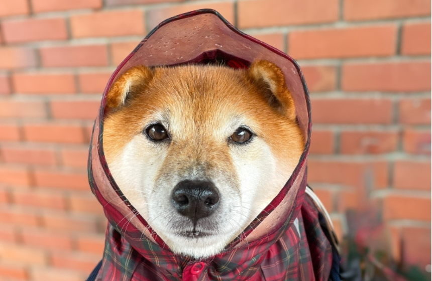 完全防備で顔をガード！ 垂れ耳みたいで、ちょっとかわいい。