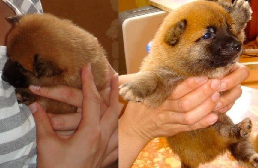 はじめましての時は、手のひらに収まるほどの小さな命でした。