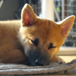 狐の赤ちゃん時代の寝顔。