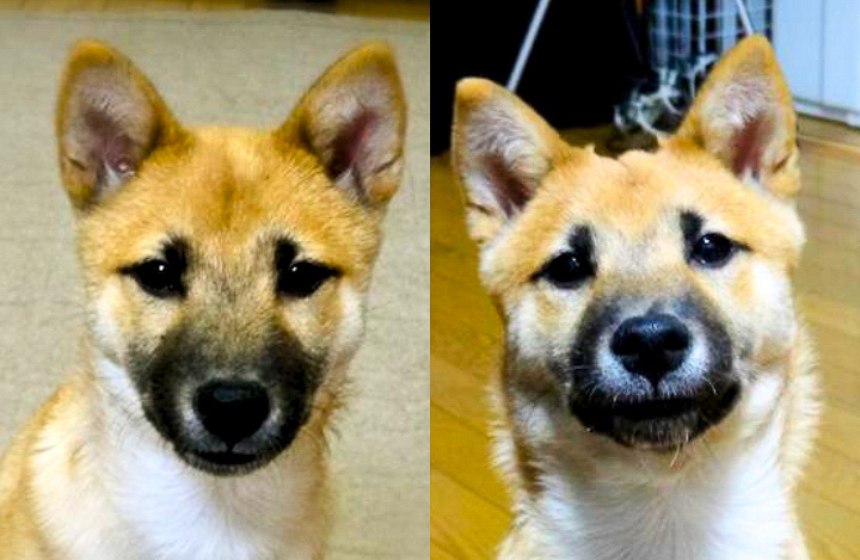 キリッとした泥棒さん時代（繋がりV字眉）と、困り顔の泥棒さん時代。