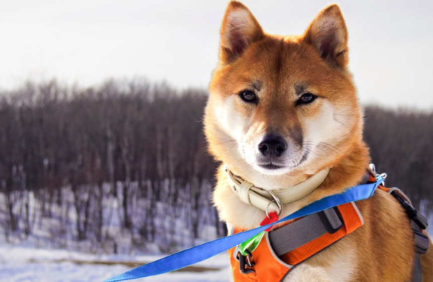 キリッと若犬時代。今みると精悍な顔付き。さすが武士！