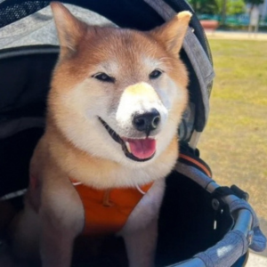 ペットカートで移動できる季節も限られてきました。日本の夏、どうなっちゃうの？