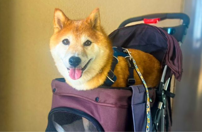 避難訓練とは気づかないまま、お出かけを楽しむカート大好きなうちの子。