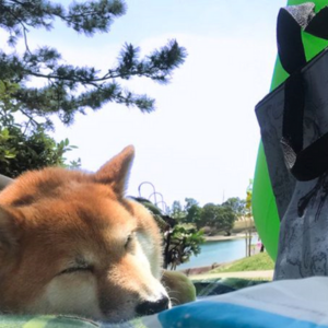 ピクニックでテントを体験。慣れたテントでゆったり過ごせるようになりますように。