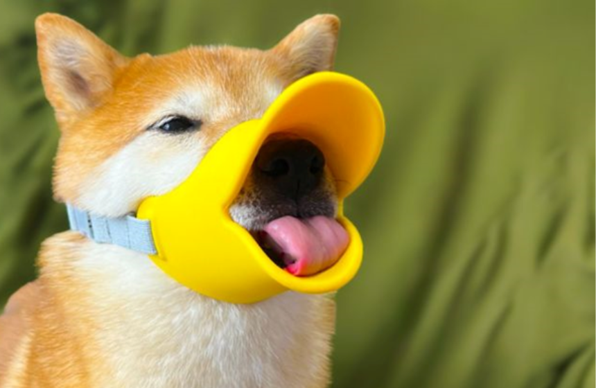 もしもに備えて、柴犬的防災シミュレーション〜柴犬あるある・楽しく防災準備編〜