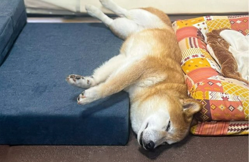 寝返りを打って階段からごろん。ベッドの間に挟まったまま気持ちよさそうに寝るうちの子。狭くないのー？