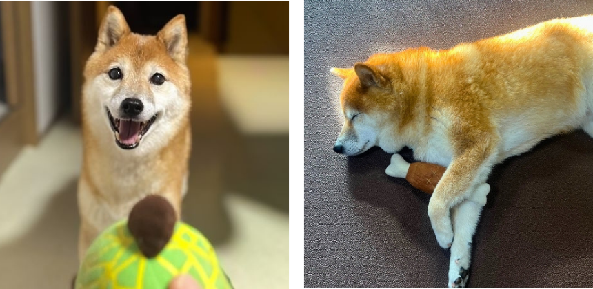 左:お気に入りのヌイグルミで遊ぶ時は、まるで子犬みたいな表情に/右:そして、ぬいぐるみを持ったまま寝落ち…。