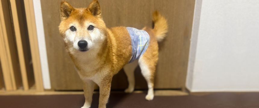 まだまだ年寄り扱いされたくない 〜柴犬あるある・若いもんには負けないぞ編～