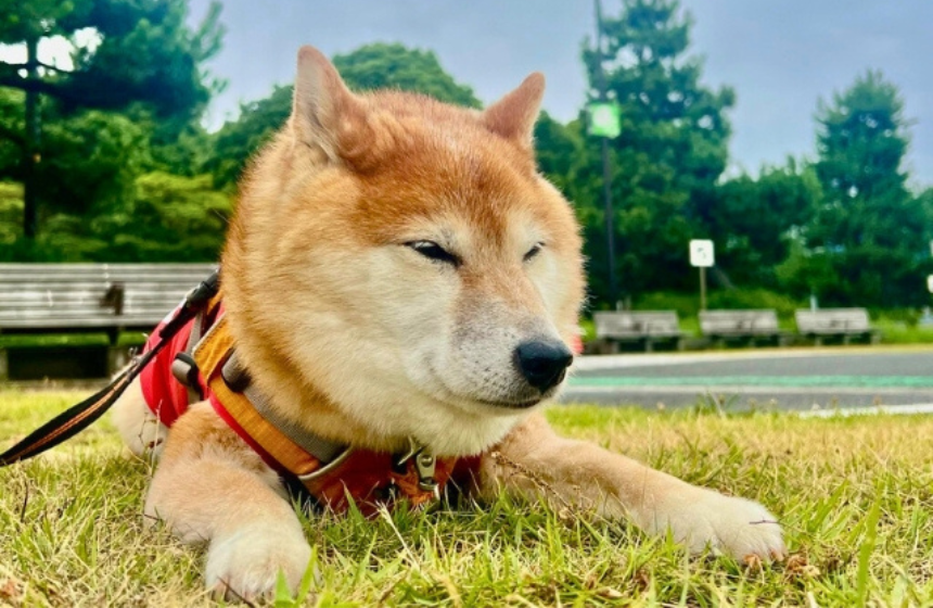 「ここからは動かぬ！」強い意思を感じる散歩風景。さん「歩」とは？！