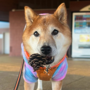 「これを持って帰れ」と飼い主に指示を出す松ぼっくりコレクター。