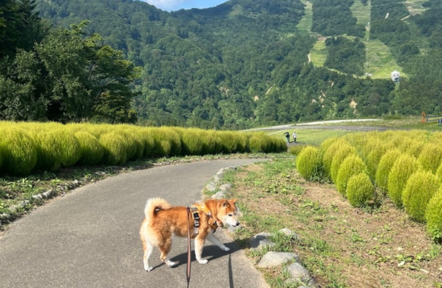 ちょっぴり暑いけれど、それでもいつもよりは快適な様子です。よかったね。