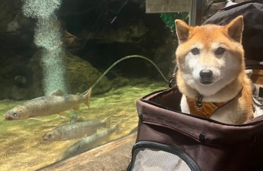 展示されている魚が怖くて、見えないフリをする柴犬さん。
