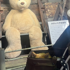 翌日はミュージアムへ。展示されているテディベアが怖くて、いないフリをする柴犬さん。