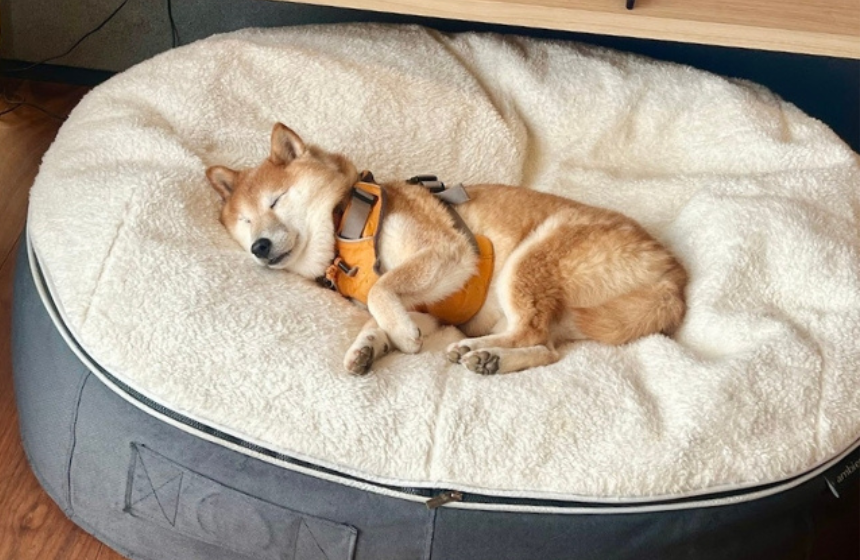 お宿にあった王様みたいなベッドで爆睡！