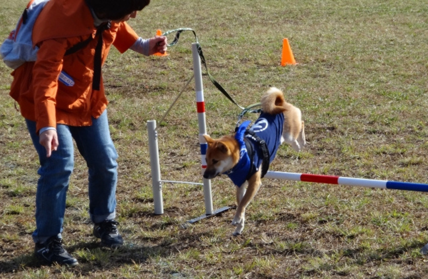 レッツさん主催のイベントで、アジリティに挑戦！ レッツではたくさんの「はじめて」を経験しました。