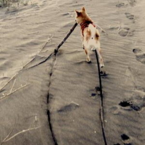 流木によるアート作成中。