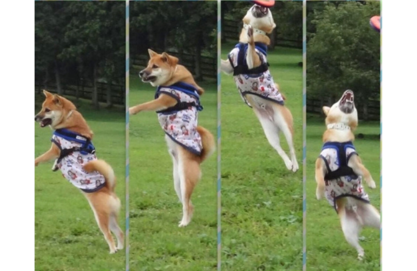 フリスビー、華麗なジャンピングキャッチに挑戦！ よく見ると、これは失敗写真。 笑