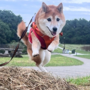 シニアにあった今も、枯れ草ジャンプは健在！ 飛距離が出なくて、枯れ草ダイブになっちゃうのはご愛嬌。