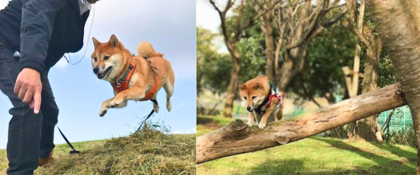 シニアになって自由さ爆増！ 俺流ルールで気軽に楽しむお年頃～柴犬あるある・スポーツの秋編～