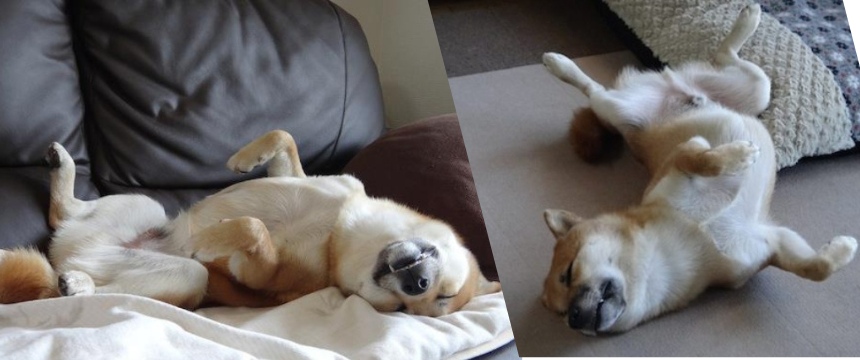 イナバウアーにクロワッサン。本当にそんなポーズで眠れるの？〜 柴犬の寝相あるある編～