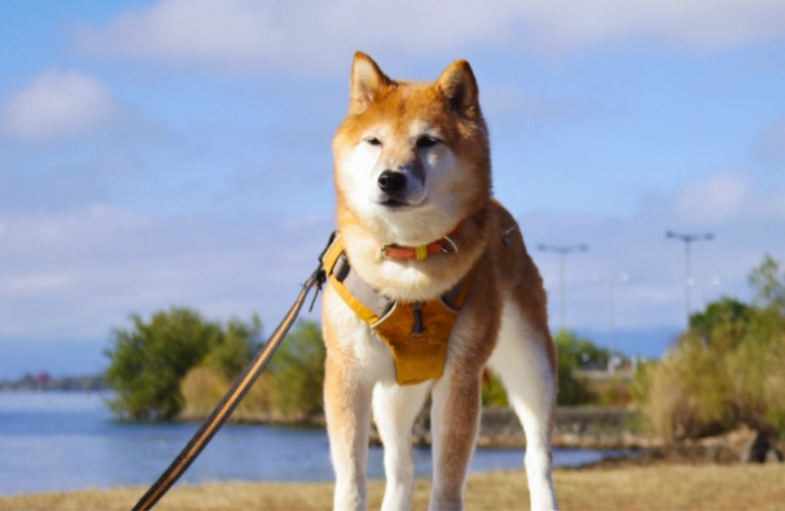 日本犬らしさ滲み出る、THE 柴犬の佇まい。まさか、この中に猫が入っているとは……！