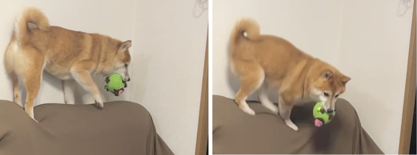 不安定な場所でもおもちゃを死守する様子