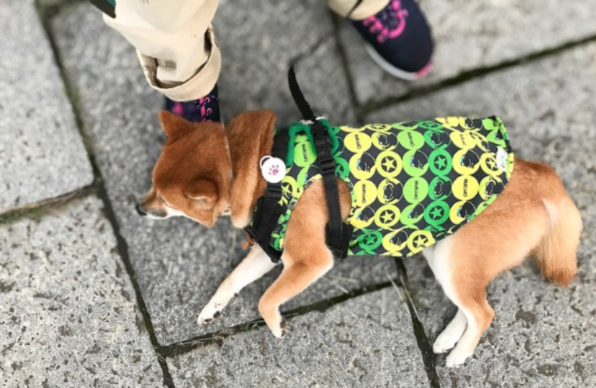 拒否柴からの不動柴を経て、飼い主を枕に散歩寝タイム。頑固と甘えのフルコースです。