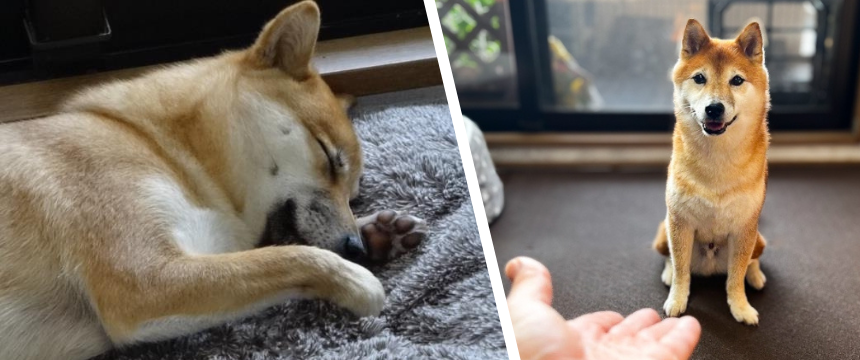 世間のイメージの逆を行く?!  柴犬は本当は猫なんじゃないか説〜大いなる疑惑編～