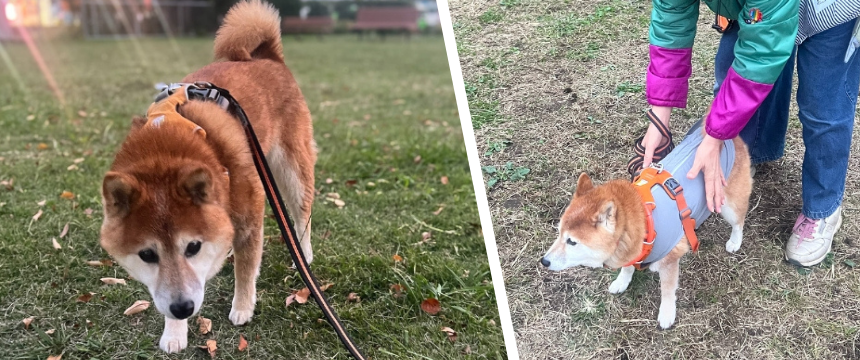 特発性前庭疾患になりました〜柴犬あるある・がんばるシニア柴編～