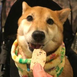 オイシイとお耳がうしろにいっちゃうのです。