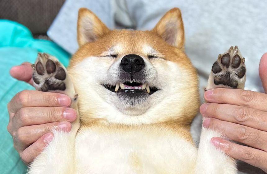 我が家の柴犬さんは、肉球黒派！