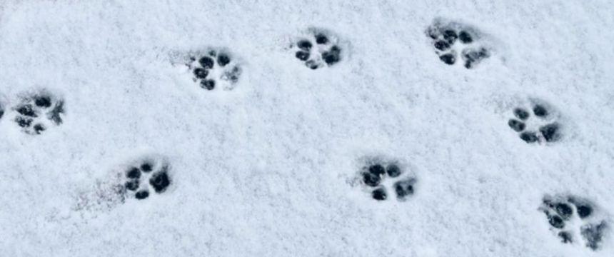 肉球スタンプは、雪の散歩のかわいいポイント