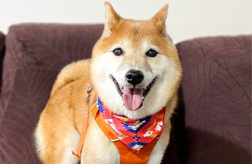 トリミングでつけてもらったバンダナを、こなれ感たっぷりに着こなしていました。