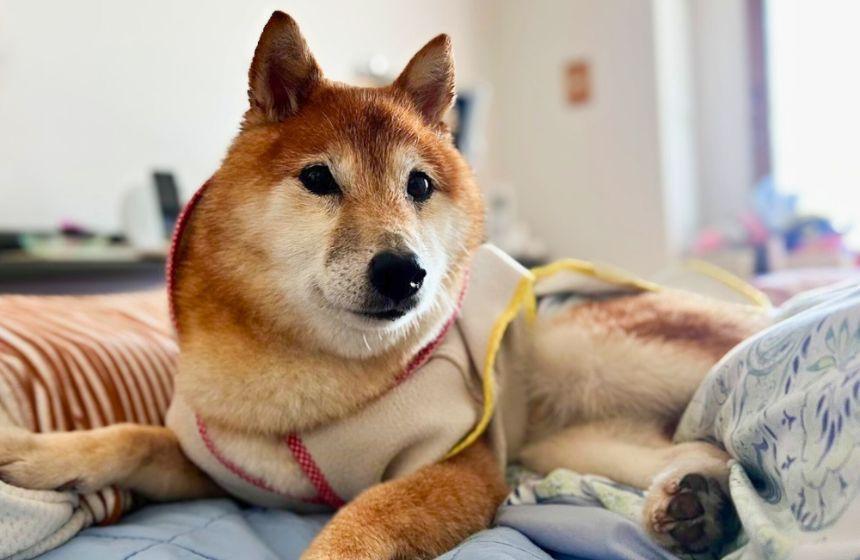 ドライヤー時間を短くするために買ったタオルマント姿のまま、半乾きの体で飼い主のベッドに入り込み、ドヤ顔するうちの子。やめて ……