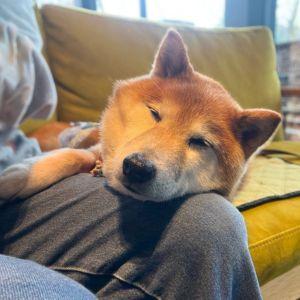 カフェでもずっと寝てました。ビビりが落ち着いてどこでも眠れるようになったのは、シニアになってよかったトコロかも。