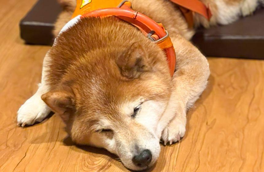 床暖房がたいそう気に入ったようで、滞在中はずーっと寝てました！