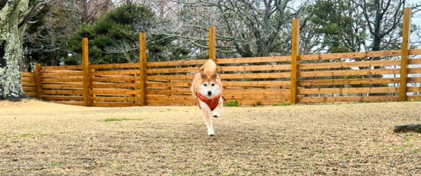 シニアになるといろいろあるよね〜柴犬あるある・それでも旅行は諦めない！編～