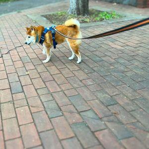 歩いて行こうとすると、かなり手前でUターンしようとするため、最近は病院へはカートでしか行けなくなりました……