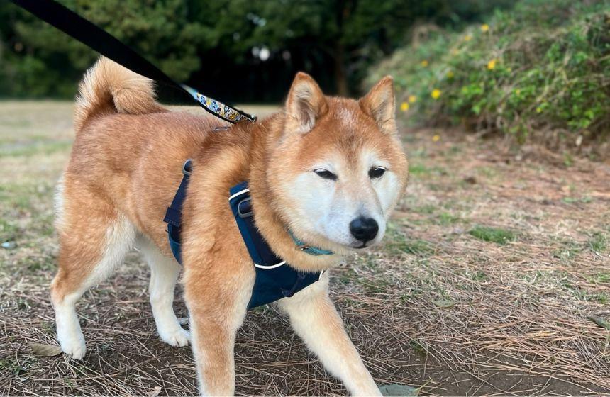 「飼い主のことは二度と信用しない」という冷めた目で見つめてくる、病院からの帰り道。