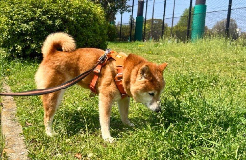 ゆっくり楽しいお散歩のクンクンタイム