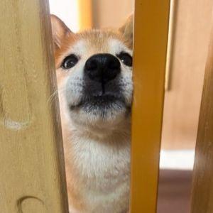 キッチンから流れてくる匂いを満喫中。お鼻がちょっと大きくなります 笑