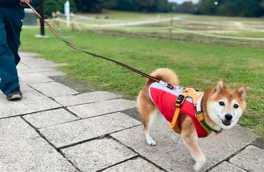 犬飼いたちを惑わせる、遠くからやってくる人の手の形。その先には、こんな笑顔が待っていると思いがちです（スーツケースの確率高し）。