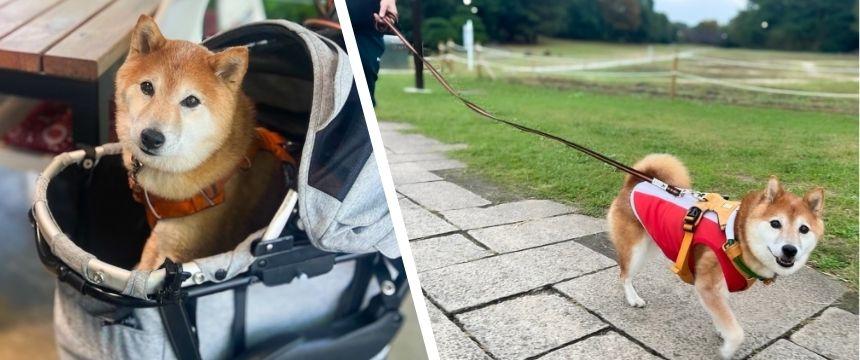 見間違いにもほどがある〜飼い主あるある・いつでも脳内犬だらけ編～