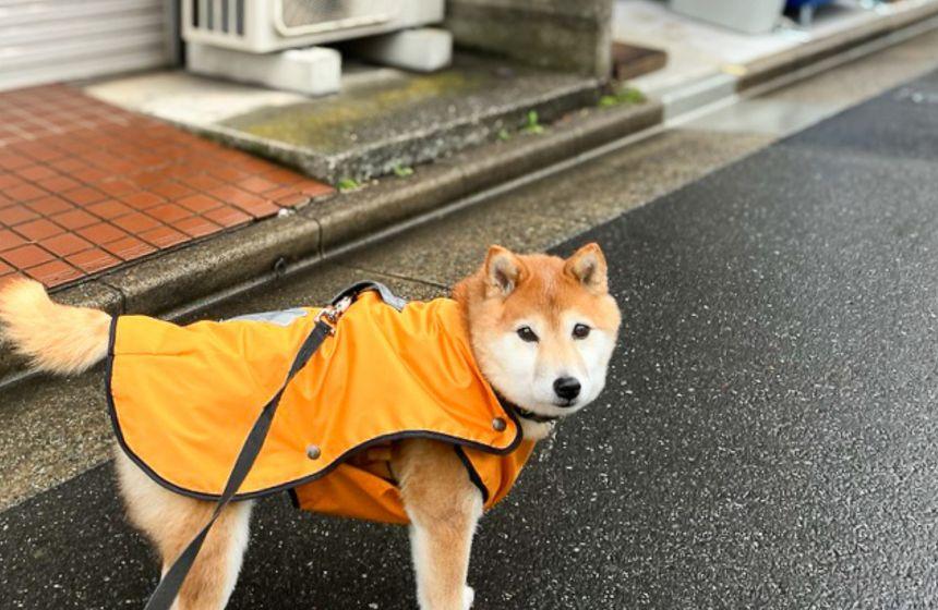 小雨のお散歩は通常運転です。