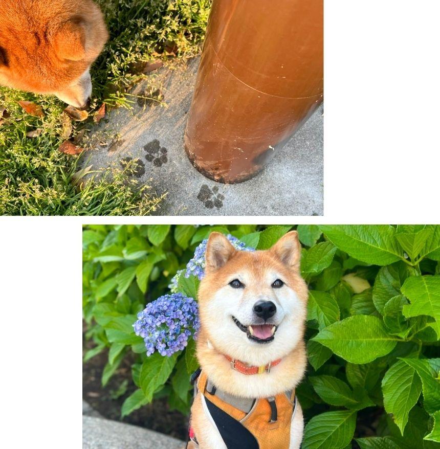 写真上：雨上がりのお散歩の魅力・肉球スタンプ。／写真下：紫陽花と一緒に。この季節ならではのナイススポット。