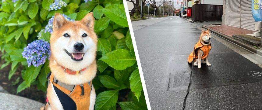 柴犬的梅雨の過ごし方〜柴犬あるある・雨の季節のお悩み編〜